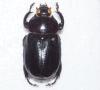 Harposceles paradoxus
